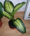 Dieffenbachia amoena